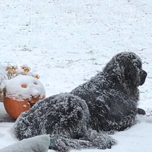 Meet your Posher, Sue